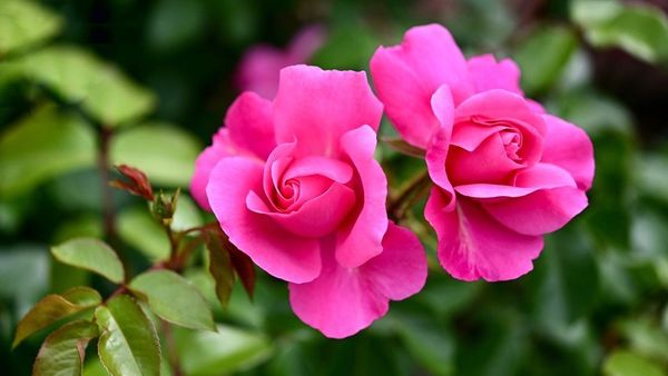 Pahami Klasifikasi Bunga Mawar untuk Pengetahuan