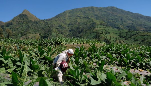 Berita Jateng: APTI Jawa Tengah Sebut Pemerintah Tak Konsisten Pikirkan Nasib Petani Tembakau