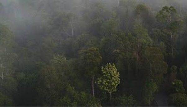 Kisah Suku Paloh, Suku Misterius di Kalimantan yang Disebut Selamatkan Pesawat TNI AU yang Jatuh