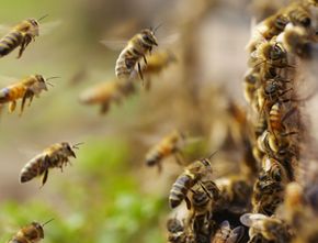Bagaimana Lockdown Melanggengkan Kehidupan Lebah?