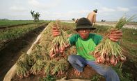 Berita Jogja: Petani Nawungan Raup Keuntungan Penuh, Pemkab Bantul Harapkan Stabilitas Harga Terjaga