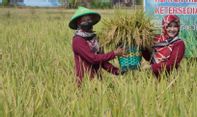 Petani Klaten Panen Padi Rajalele Srinuk, Bupati Sri Mulyani: Potensial untuk Dikembangkan
