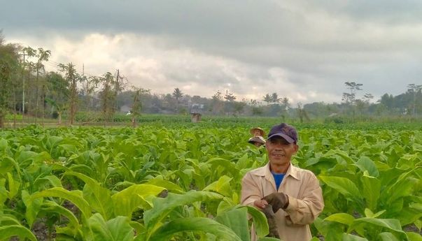 Terbaru: Petani Tembakau Kirim Surat ke Sri Mulyani, Ada Apa?