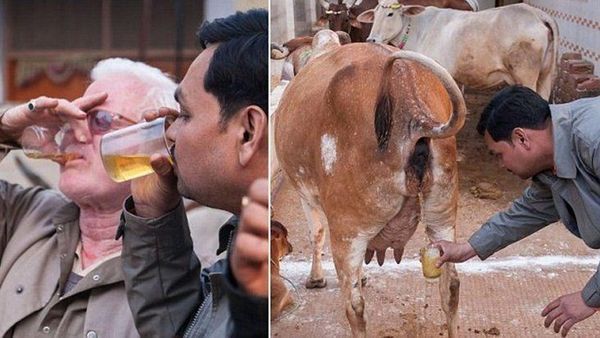 Berita Hari Ini: Unik! Ratusan Warga di India Minum Air Kencing Sapi untuk Cegah Covid-19