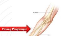 Yuk Belajar Biologi! Bagian dan Fungsi Tulang Pengumpil Manusia