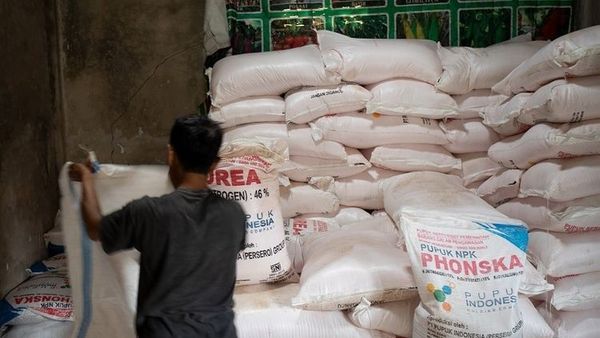 Berita Seputar Jateng: Jatah Pupuk Bersubsidi Dipangkas, Petani di Klaten Menjerit