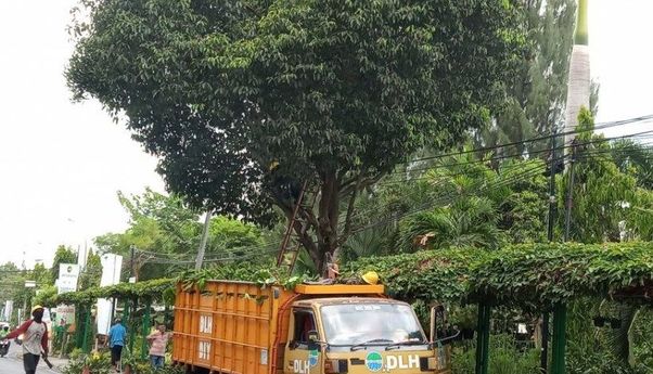 Berita Jogja: Musim Penghujan Segera Datang, DLH Kota Yogyakarta Pangkas Pohon-Pohon Perindang