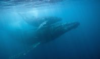 Pandemi Membuat Polusi Suara di Laut Berkurang Drastis, Ilmuwan Temukan Hal Ini di Lautan