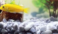 Simak Berbagai Jenis Ikan Hias dan Harganya untuk Akuarium Air Tawar