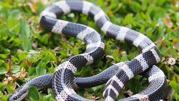 Daur Hidup Ular: Tahapan dan Penjelasan Lengkap Hewan Reptil
