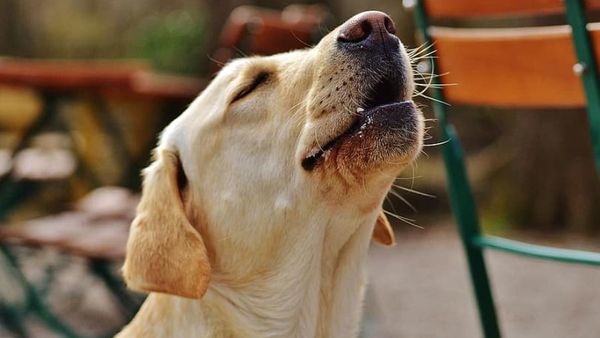 Anjing Melolong karena Melihat Makhluk Halus, Mitos atau Fakta? Begini Penjelasannya
