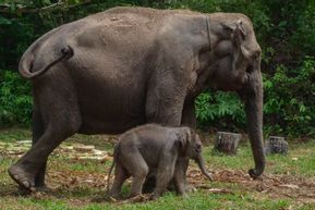 Riau Beri KTP Kehormatan untuk Dua Gajah Sumatra, Simbol Pelestarian Satwa