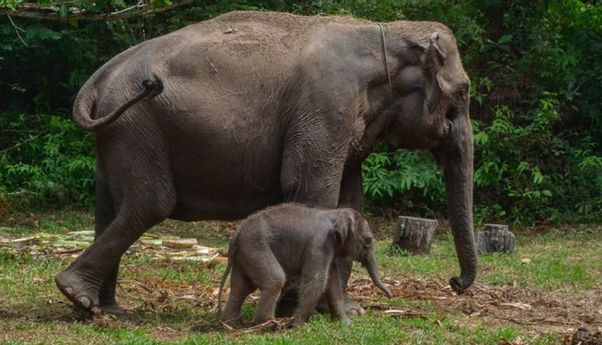 Riau Beri KTP Kehormatan untuk Dua Gajah Sumatra, Simbol Pelestarian Satwa
