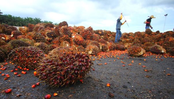 Energi Nabati Sawit Jadi Opsi Indonesia di Tengah Kenaikan Harga Minyak Dunia?