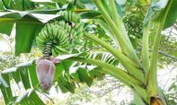 Penjelasan Fungsi Tunas Pohon Pisang Lengkap dengan Jenisnya