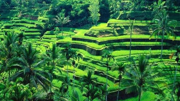 Bedugul Bali: Refresh Otak dengan Pemandangan Alam yang Masih Asri