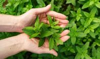 Bisa Atasi Ketombe, Inilah Manfaat Daun Mint yang Jarang Diketahui