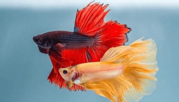 Ikan Cupang Sanggup Cegah Penyebaran DBD, ini Faktanya