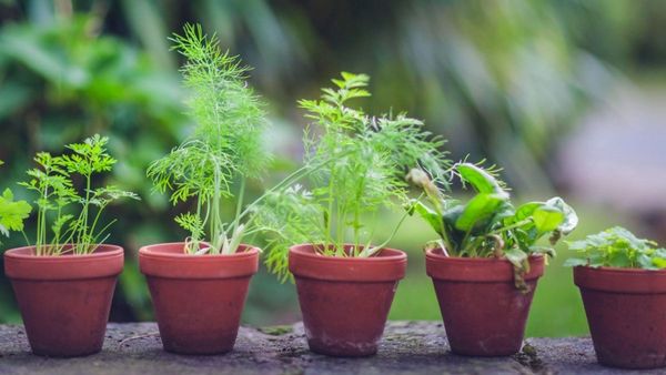 Bantu Sembuhkan Ragam Penyakit, Ini 10 Tanaman Obat yang Dapat Ditanam di Pekarangan Rumah