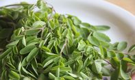 Jangan Anggap Remeh Khasiat Daun Kelor, Punya Potensi Jadi Obat Kanker