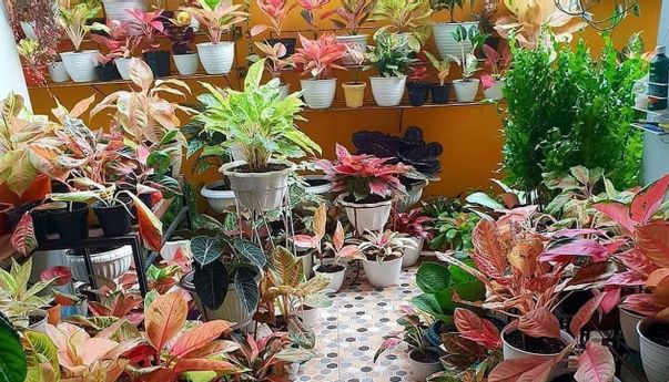 Kiat Sukses Usaha Tanaman Hias Anti Gulung Tikar di Masa Pandemi