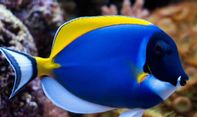 Kekayaan Ikan Hias Air Laut yang Menawan