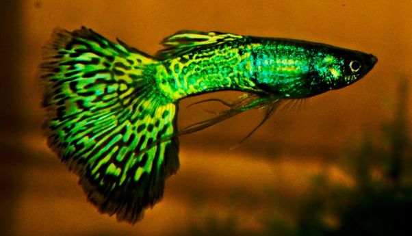 Ini Jenis Ikan Guppy yang Paling Banyak Dicari oleh Pecinta Ikan Hias