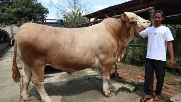 Prabowo Kurban Sapi Bobot 1,3 Ton, Terberat di Masjid Istiqlal