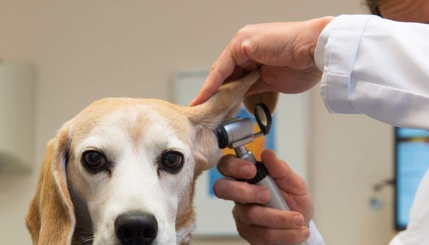 Rekomendasi Klinik Hewan Jogja Terbaik untuk Kucing dan Anjing