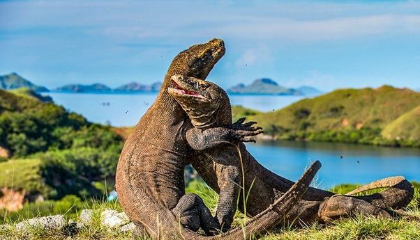 Mulai 2020, Masuk Pulau Komodo Harus Pakai Kartu Anggota Tahunan