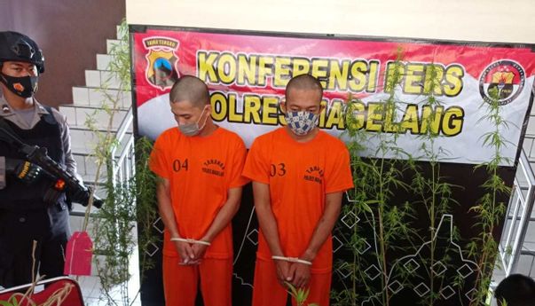 Berita Jateng: Polres Magelang Berhasil Bekuk Dua Pelaku Pembudidaya Tanaman Ganja dalam Pot dan Polybag