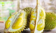 Raja Durian Jogja: Tempat Favorit Bagi Pecinta Durian yang Tak Kenal Musim