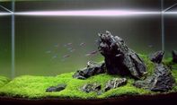 Cukup Mudah! Ini Cara Membuat Aquascape Air Terjun Indah dan Natural