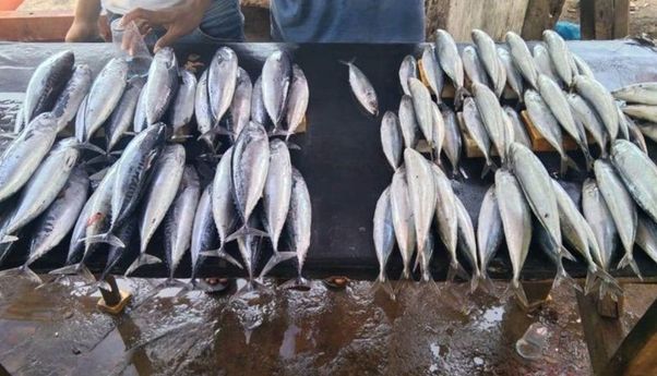 Dampak Cuaca Buruk, Tangkapan Ikan Nelayan di Kupang NTT Berkurang
