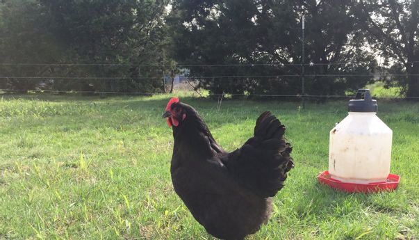 Ini Jenis-jenis Ayam yang Tersebar di Seluruh Dunia