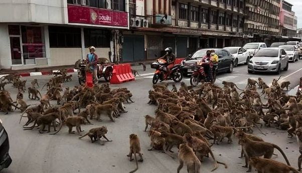Tidak Ada Pilihan Dua Geng Monyet Harus Berkelahi di Jalanan, Buntut Kurangnya Makanan di Masa Pandemi