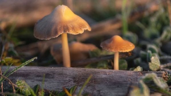 Jangan Disalahgunakan, Magic Mushroom Justru Dapat Atasi Depresi, PTSD hingga Kanker