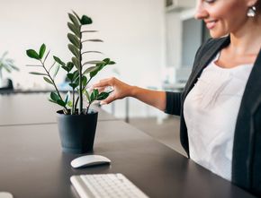 7 Tanaman Hias yang Gampang Dirawat untuk Percantik Ruang Kantor