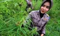 Polisi Musnahkan Ladang Ganja Siap Panen Seluas 1,5 Hektare di Pedalaman Pidie