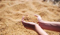 Mengerikan! Dipecundangi Kedelai Impor, Produksi Kedelai Lokal DIY Ternyata Sangat Rendah