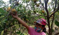 Cegah Kerumunan, Reservasi Dulu Sebelum Liburan ke Wisata Petik Jeruk Magelang, Ini Caranya