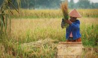 Antisipasi La Nina, Pemerintah Godok Asuransi Khusus Petani, Nelayan, dan Petambak