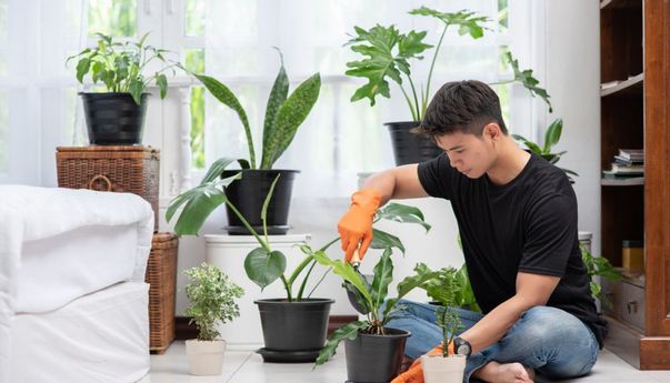 Cocok Ditanam Dalam Ruangan, Ini 7 Tanaman yang Wanginya Semerbak