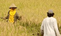 Berita Jateng: Dinas Pertanian dan Perkebunan Jateng Sebut Tiga Kunci Keberhasilan Surplus Beras di Jawa Tengah