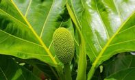 Obat Herbal Alami! Inilah 4 Manfaat Daun Sukun untuk Tubuh yang Jarang Diketahui