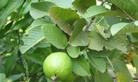Manfat Daun Jambu Biji yang Jarang Diketahui