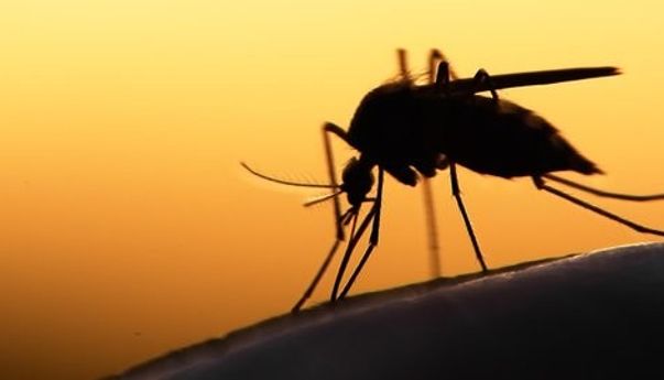 Ampuh! 5 Cara Mengusir Nyamuk Menggunakan Bahan Alami