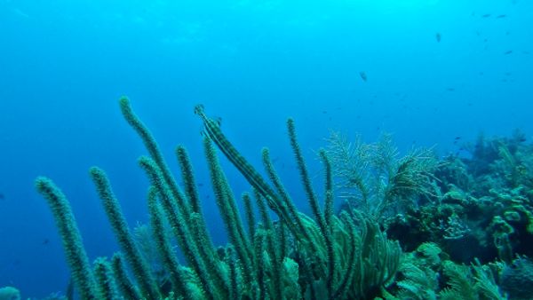 Menilik Penghuni Laut Celukan Bawang