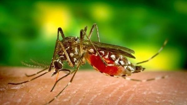 Demam Berdarah: Sengatan Nyamuk yang Sangat Kecil dapat Sangat Mematikan