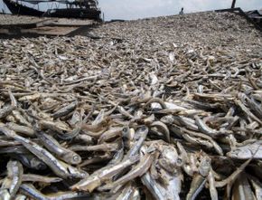 Paertama Kalinya! Indonesia Berhasil Ekspor 2 Ton Ikan Kering ke Taiwan
